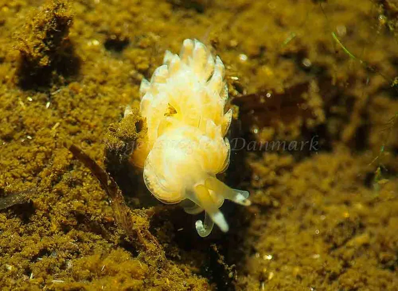 Favorinus branchialis - Kollund Lillestrand - Foto: Jens Egon Jørgensen