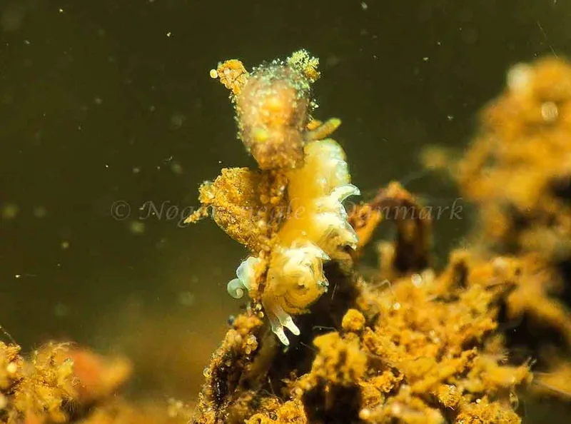 Favorinus branchialis - Kollund Lillestrand - Foto: Jens Egon Jørgensen