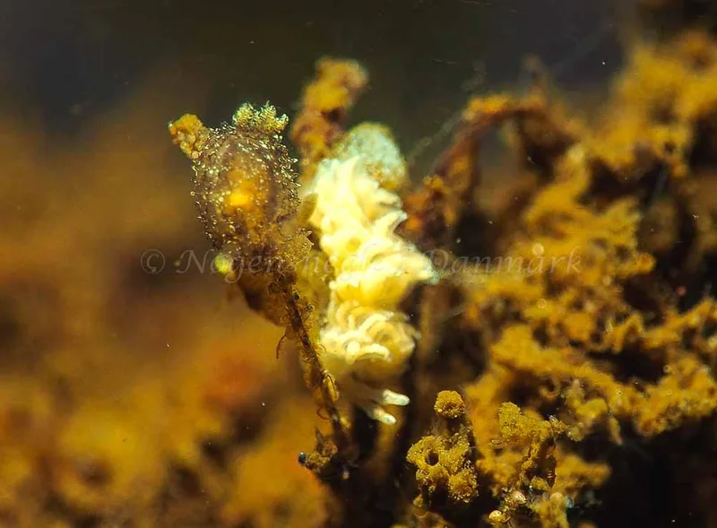 Favorinus branchialis - Kollund Lillestrand - Foto: Jens Egon Jørgensen
