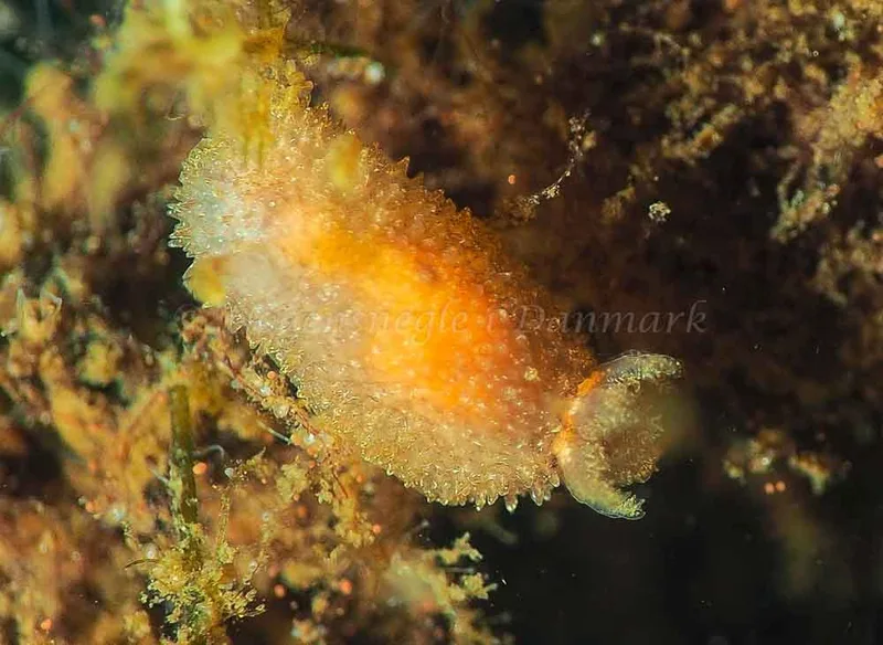 Acanthodoris pilosa - Kollund Lillestrand - Foto: Jens Egon Jørgensen