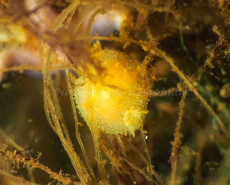 Acanthodoris pilosa - Kollund Lillestrand - Foto: Jens Egon Jørgensen