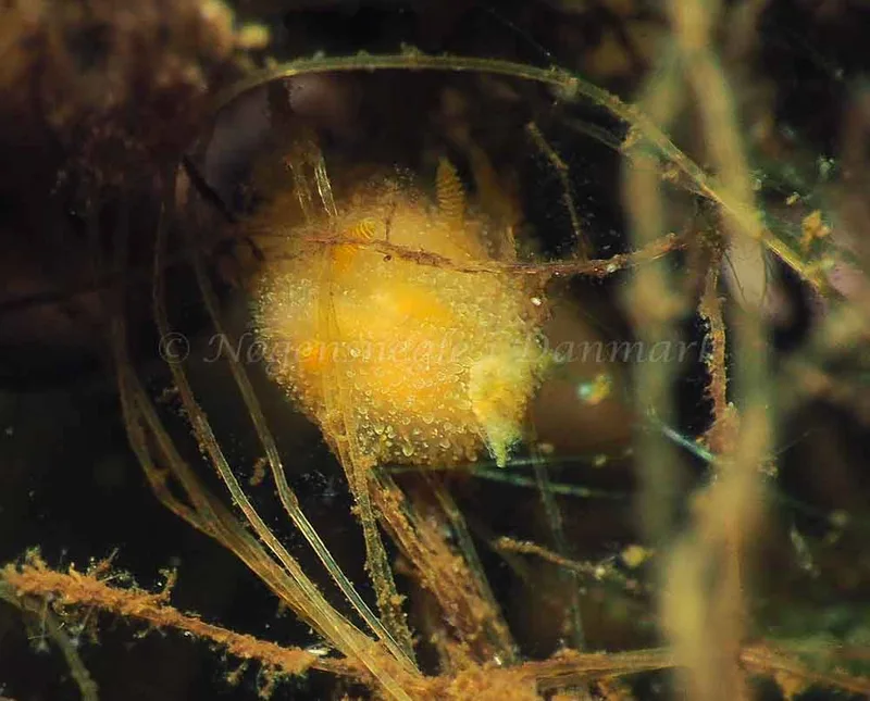 Acanthodoris pilosa - Kollund Lillestrand - Foto: Jens Egon Jørgensen