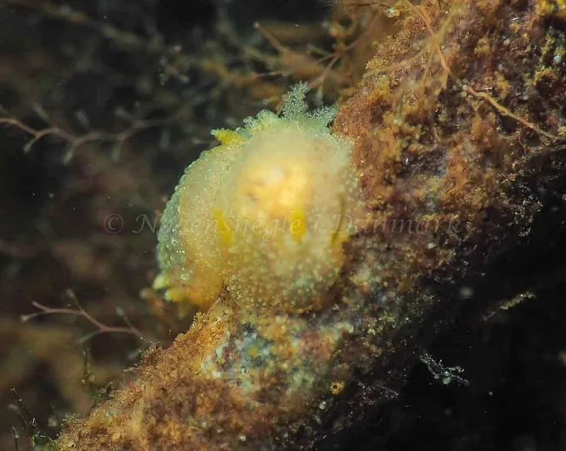 Acanthodoris pilosa - Kollund Lillestrand - Foto: Jens Egon Jørgensen