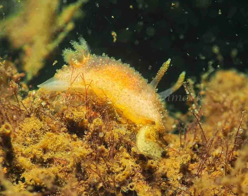 Acanthodoris pilosa - Kollund Lillestrand - Foto: Jens Egon Jørgensen