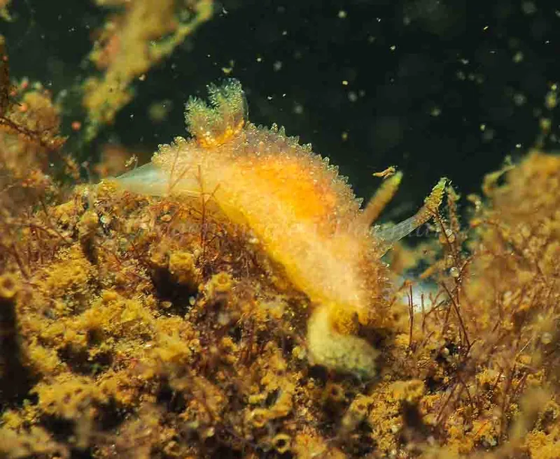 Acanthodoris pilosa - Kollund Lillestrand - Foto: Jens Egon Jørgensen