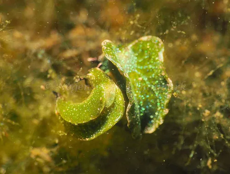 Elysia viridis - Kollund Lillestrand - Foto: Jens Egon Jørgensen