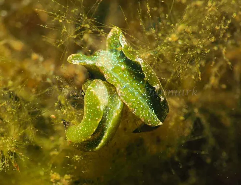 Elysia viridis - Kollund Lillestrand - Foto: Jens Egon Jørgensen