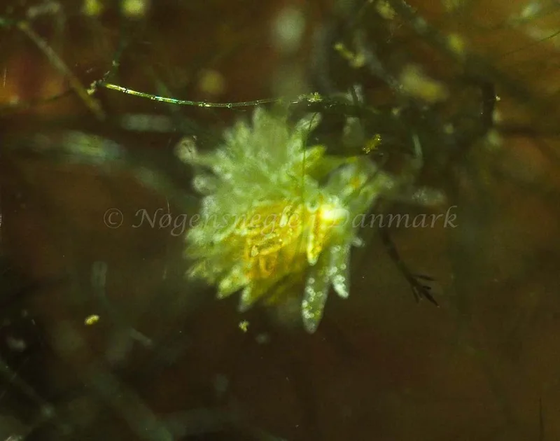 Placida dendritica - Kollund Lillestrand - Foto: Jens Egon Jørgensen
