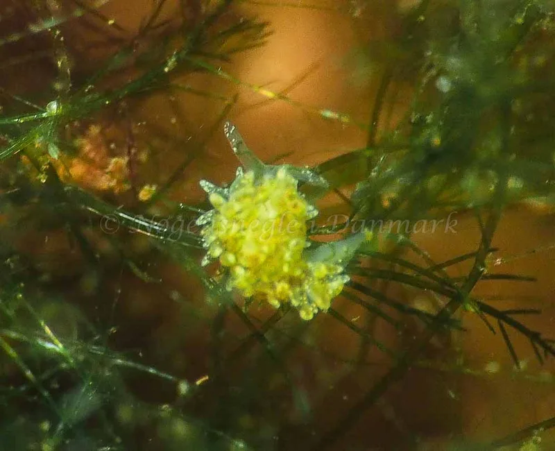 Placida dendritica - Kollund Lillestrand - Foto: Jens Egon Jørgensen