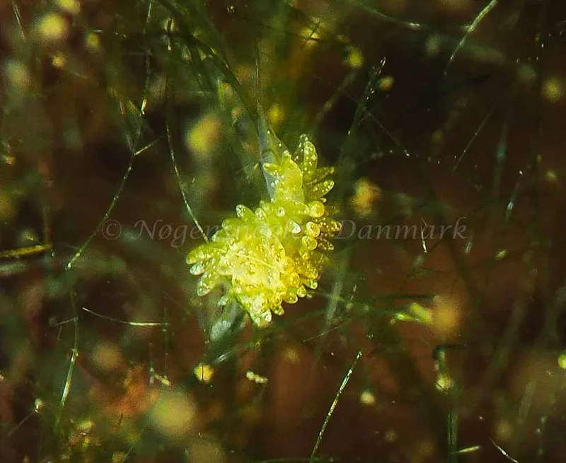Placida dendritica - Kollund Lillestrand - Foto: Jens Egon Jørgensen
