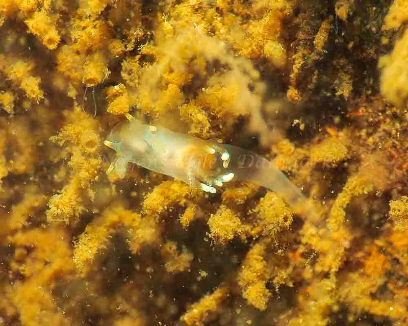 Ancula gibbosa - Kollund Lillestrand - Foto: Jens Egon Jørgensen