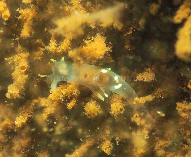 Ancula gibbosa - Kollund Lillestrand - Foto: Jens Egon Jørgensen