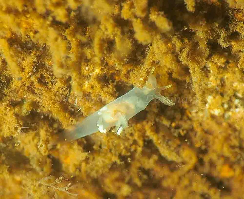 Ancula gibbosa - Kollund Lillestrand - Foto: Jens Egon Jørgensen