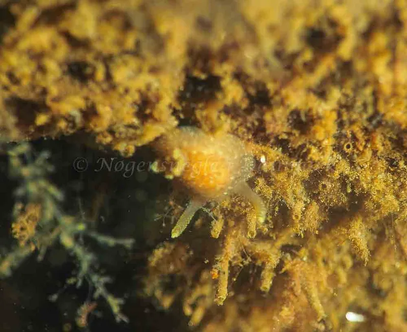 Acanthodoris pilosa - Kollund Lillestrand - Foto: Jens Egon Jørgensen