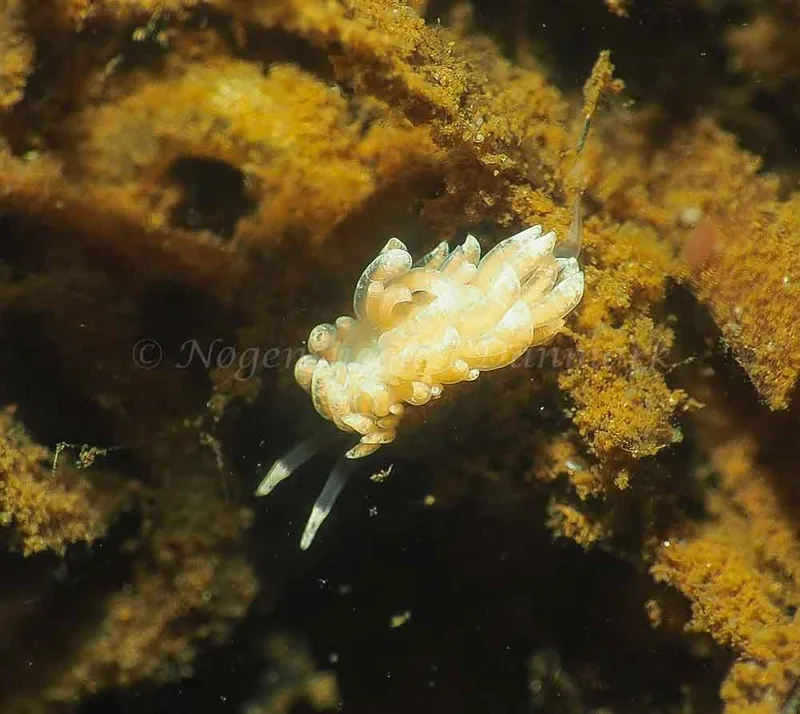 Favorinus branchialis - Kollund Lillestrand - Foto: Jens Egon Jørgensen