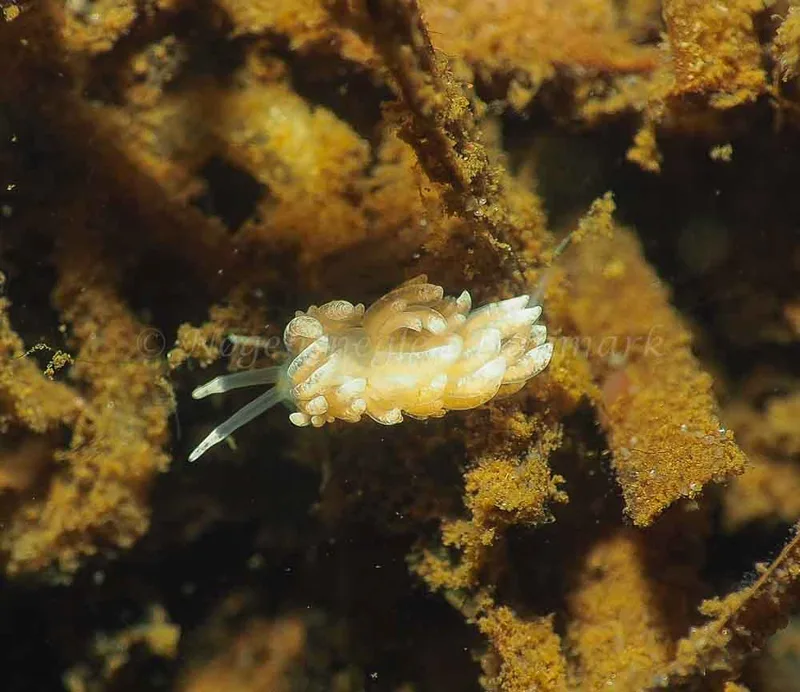 Favorinus branchialis - Kollund Lillestrand - Foto: Jens Egon Jørgensen