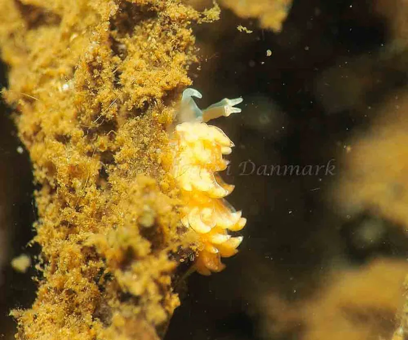 Favorinus branchialis - Kollund Lillestrand - Foto: Jens Egon Jørgensen