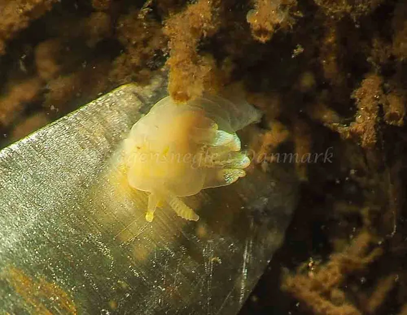 Ancula gibbosa - Kollund Lillestrand - Foto: Jens Egon Jørgensen