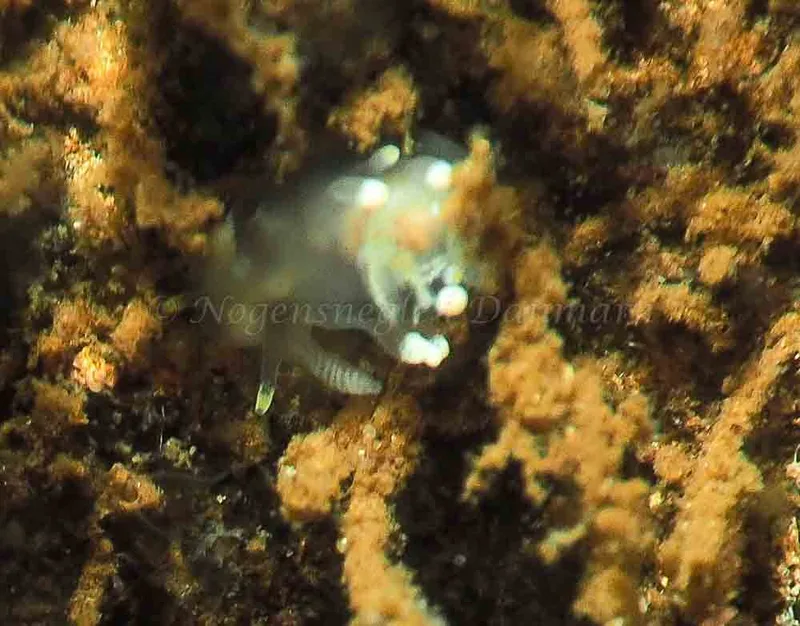 Ancula gibbosa - Kollund Lillestrand - Foto: Jens Egon Jørgensen