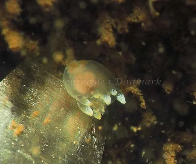 Ancula gibbosa - Kollund Lillestrand - Foto: Jens Egon Jørgensen