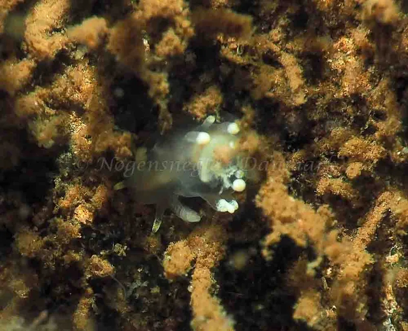 Ancula gibbosa - Kollund Lillestrand - Foto: Jens Egon Jørgensen