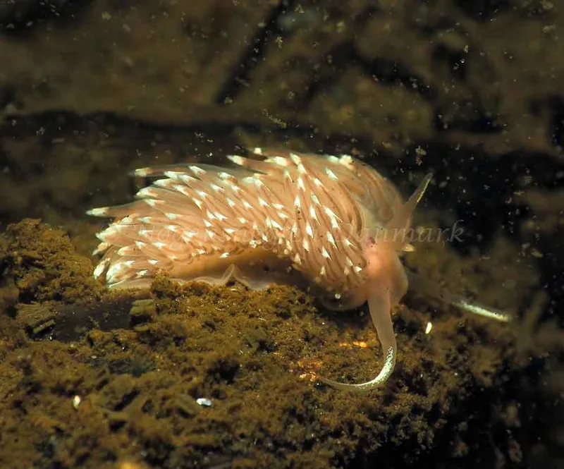 Facelina bostoniensis - Kollund Lillestrand - Foto: Jens Egon Jørgensen