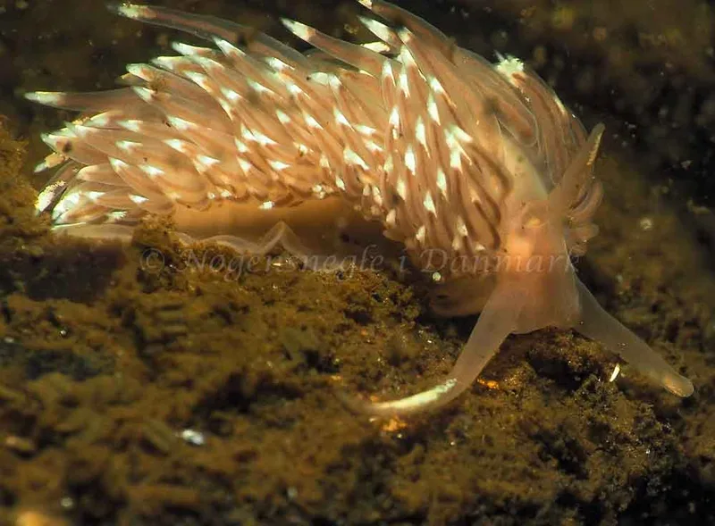 Facelina bostoniensis - Kollund Lillestrand - Foto: Jens Egon Jørgensen
