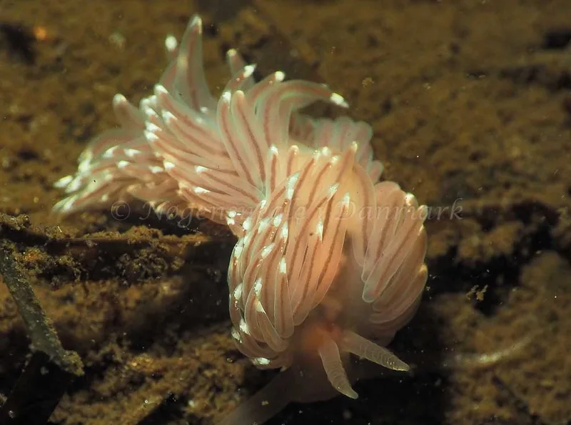 Facelina bostoniensis - Kollund Lillestrand - Foto: Jens Egon Jørgensen