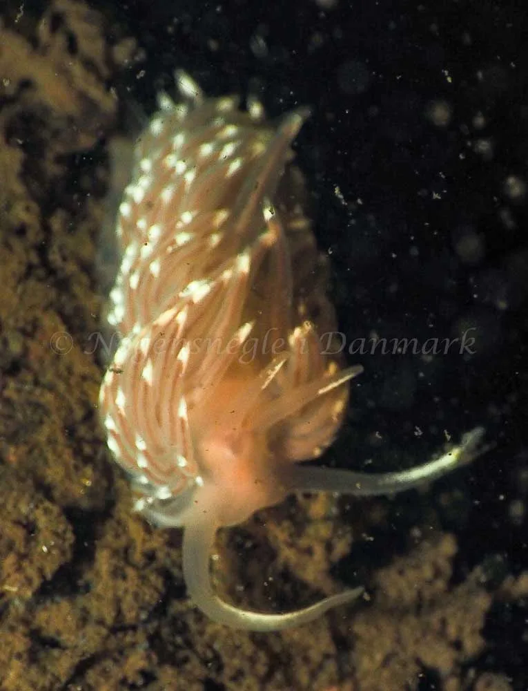 Facelina bostoniensis - Kollund Lillestrand - Foto: Jens Egon Jørgensen