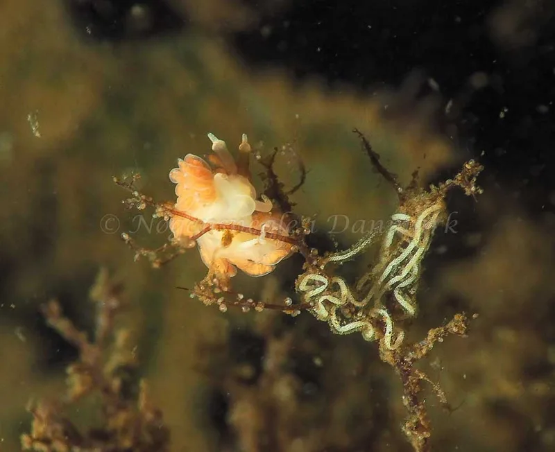 Favorinus branchialis - Kollund Lillestrand - Foto: Jens Egon Jørgensen