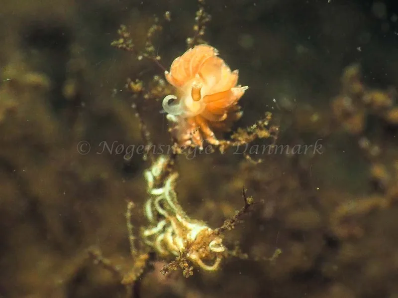Favorinus branchialis - Kollund Lillestrand - Foto: Jens Egon Jørgensen