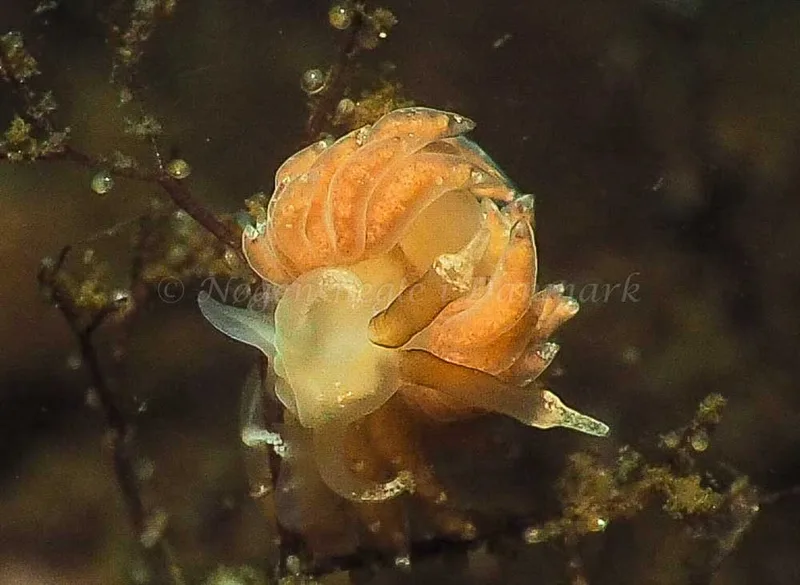 Favorinus branchialis - Kollund Lillestrand - Foto: Jens Egon Jørgensen