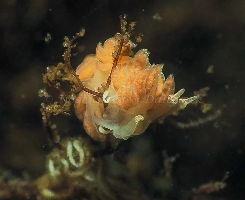 Favorinus branchialis - Kollund Lillestrand - Foto: Jens Egon Jørgensen