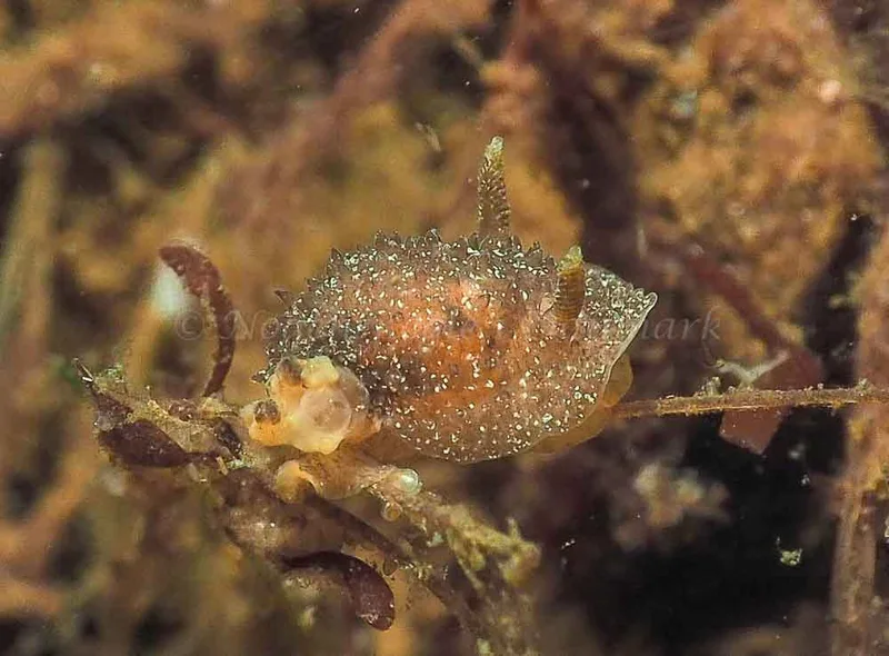 Acanthodoris pilosa - Kollund Lillestrand - Foto: Jens Egon Jørgensen