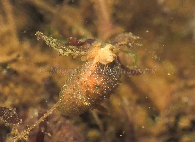 Acanthodoris pilosa - Kollund Lillestrand - Foto: Jens Egon Jørgensen