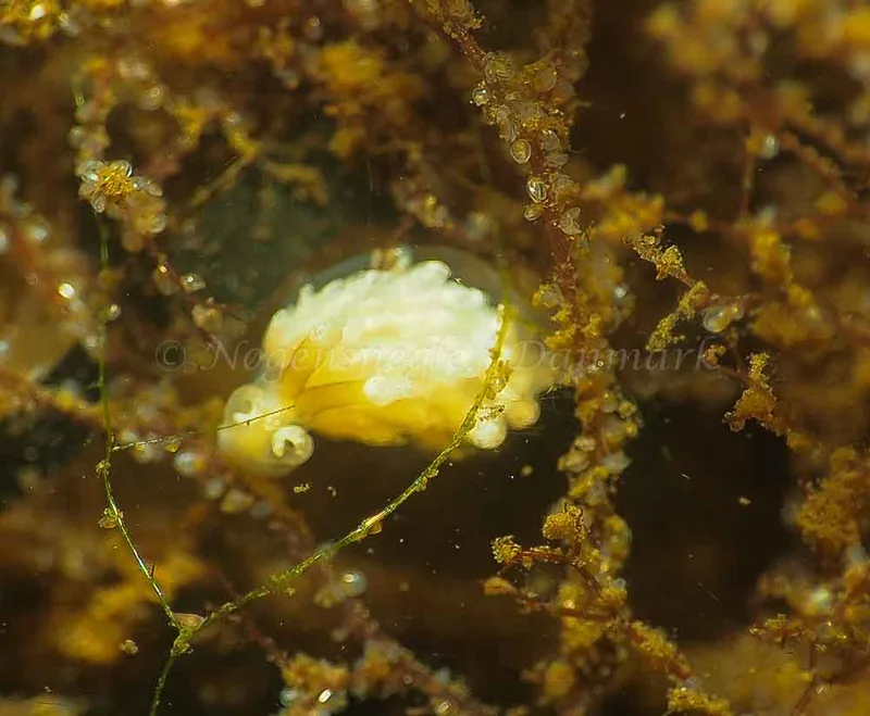 Favorinus branchialis - Kollund Lillestrand - Foto: Jens Egon Jørgensen