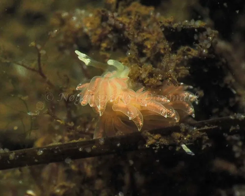 Favorinus branchialis - Kollund Lillestrand - Foto: Jens Egon Jørgensen