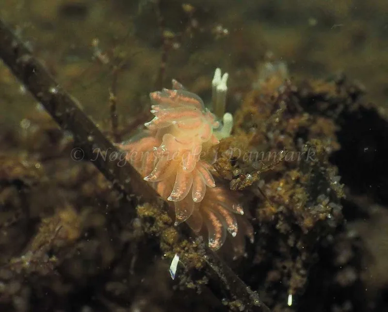 Favorinus branchialis - Kollund Lillestrand - Foto: Jens Egon Jørgensen