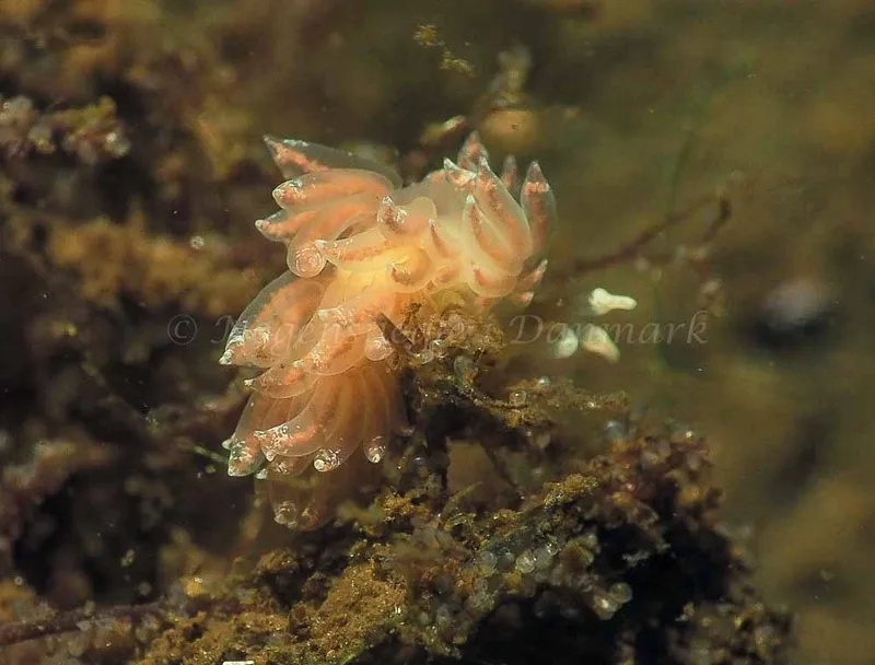 Favorinus branchialis - Kollund Lillestrand - Foto: Jens Egon Jørgensen