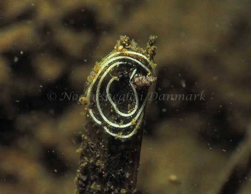 Favorinus branchialis - Kollund Lillestrand - Foto: Jens Egon Jørgensen