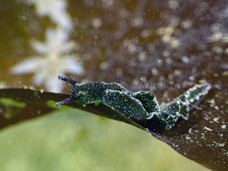 Elysia viridis - Trykkerdammen - Foto: Thomas Blume