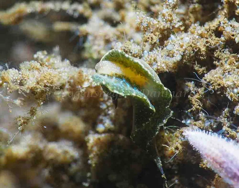 Elysia viridis - Kollund Lillestrand - Foto: Jens Egon Jørgensen