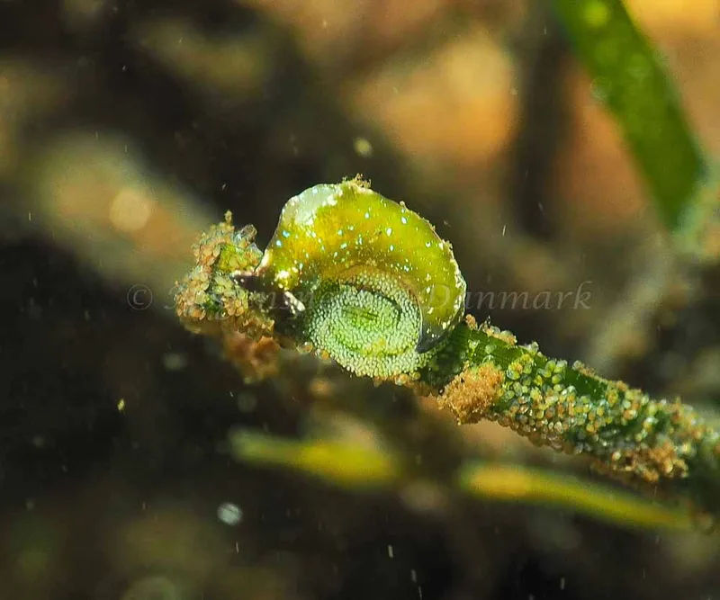 Elysia viridis - Kollund Lillestrand - Foto: Jens Egon Jørgensen