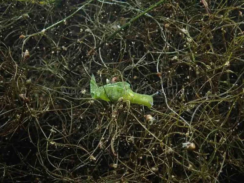 Elysia viridis - Kronprinsesse Marys Bro - Foto: Finn Welsø