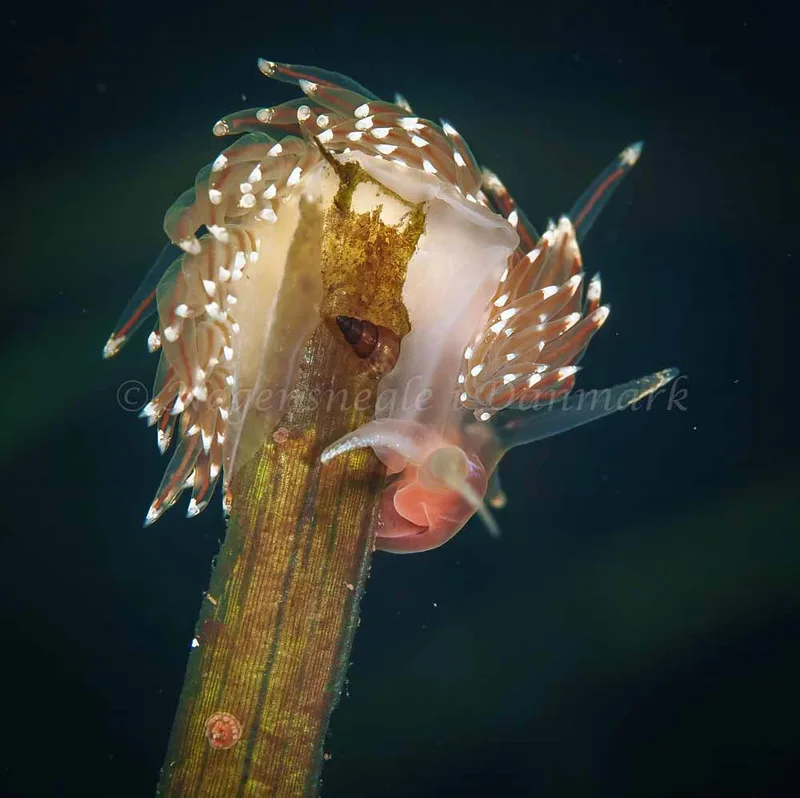 Facelina bostoniensis - Frederikssund Strand - Foto: Dave Holland