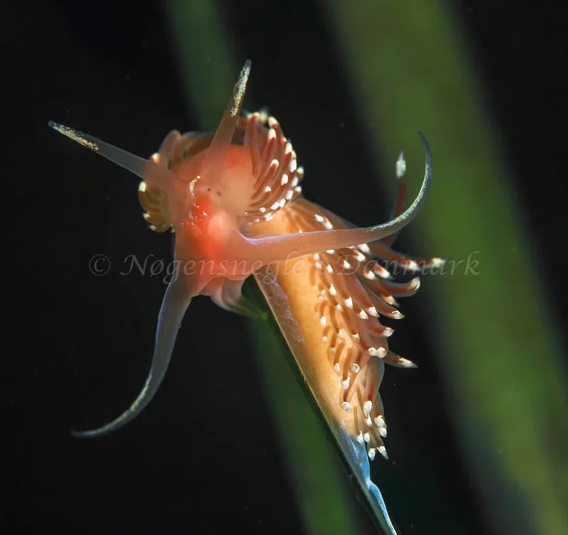 Facelina bostoniensis - Frederikssund Strand - Foto: Dave Holland