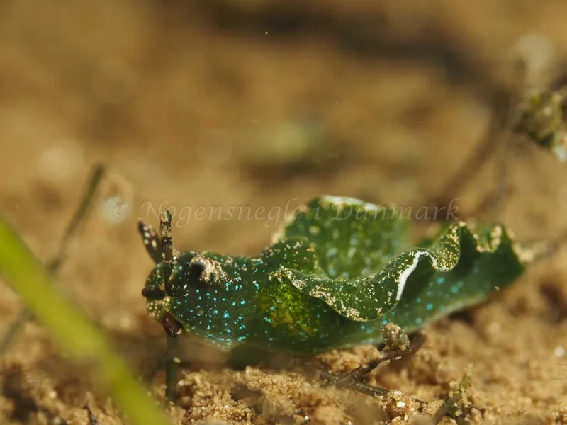 Elysia viridis -  Frederikssund Strand - Foto: Dave Holland