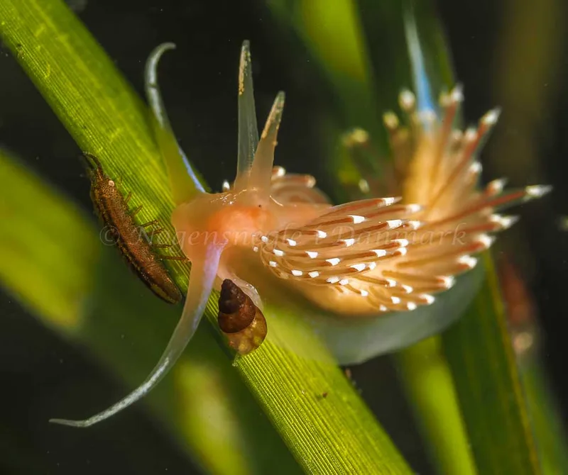 Facelina bostoniensis - Frederikssund Strand - Foto: Dave Holland