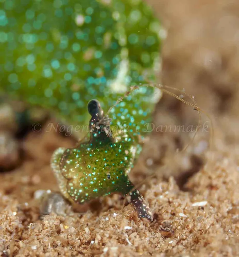 Elysia viridis -  Frederikssund Strand - Foto: Dave Holland