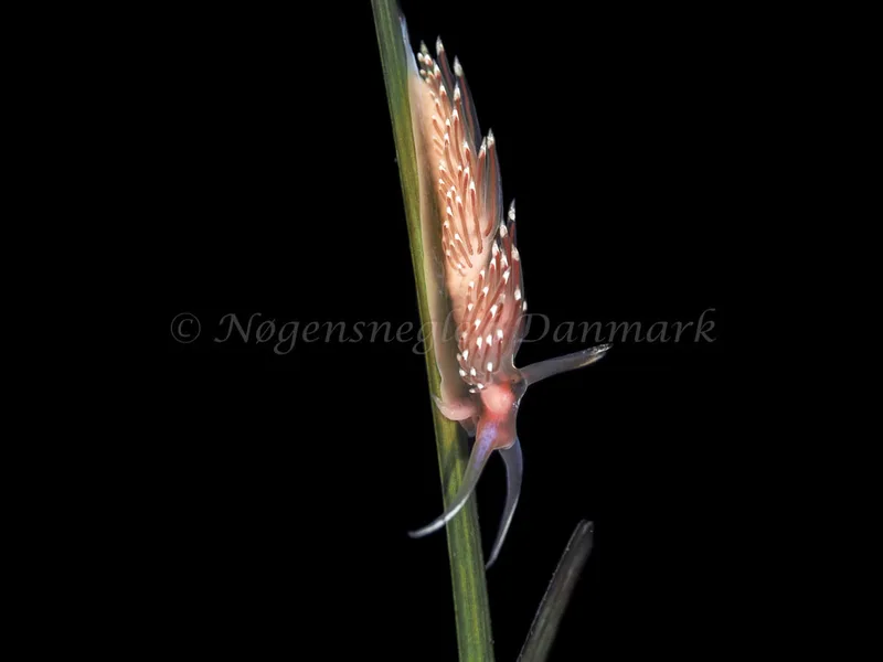 Facelina bostoniensis - Frederikssund Strand - Foto: Dave Holland